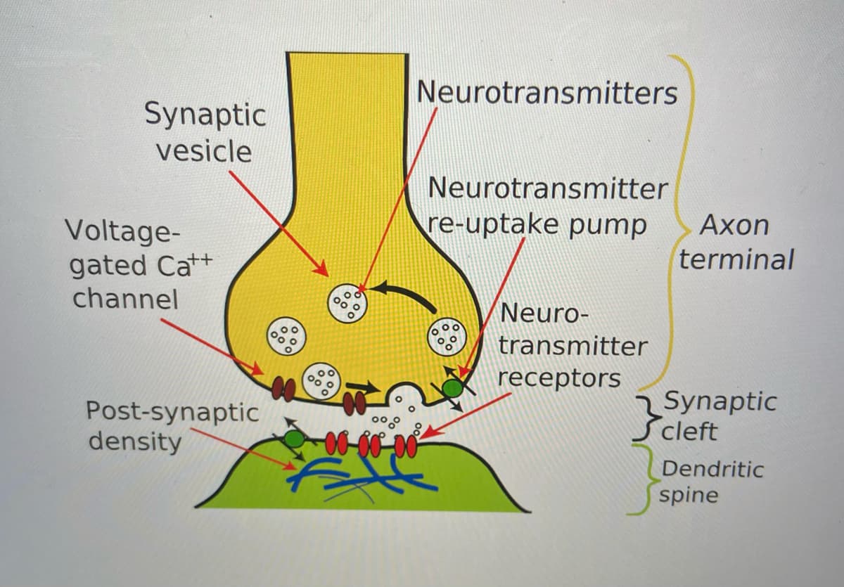 Neurotransmitters
Synaptic
vesicle
Neurotransmitter
re-uptake pump
Ахon
Voltage-
gated Cat+
channel
terminal
00
Neuro-
transmitter
receptors
Post-synaptic
density
Synaptic
cleft
000
Dendritic
spine
