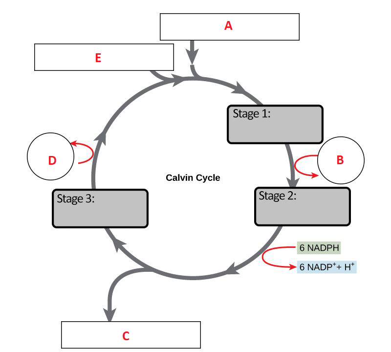 A
E
Stage 1:
D
В
Calvin Cycle
Stage 3:
Stage 2:
6 NADPH
6 NADP*+ H*
C
