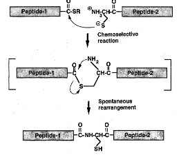 Peptide-1
FCSR NH;CH-C-
NH;CH-C Peptide-2
Chemoselective
reaction
NH
Peptide-1
ÇH-C-Peptide-2
Spontaneous
rearrangement
Poplide-
-C-NH-CH-C-
Peptide-2
SH
