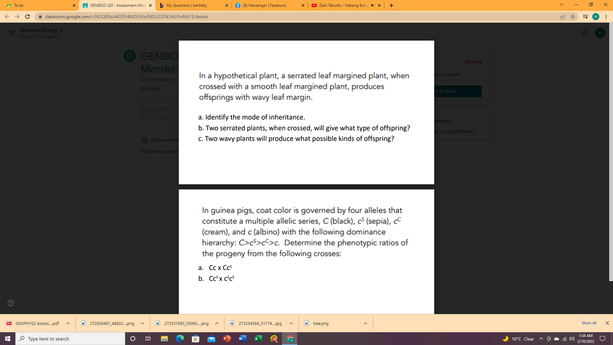 A Тo do
A GENBIO2 LO2 - Assessment: Mod x
b My Questions | bartleby
f (8) Messenger | Facebook
O Zack Tabudlo - Habang Buha X
+
A classroom.google.com/c/NDQONZA4ODY4MDU0/a/NDU2ODK3MZYWMZY3/details
General Biology 2
Grade 12| Semester 2
GENBIO
Missing
Mendel'
In a hypothetical plant, a serrated leaf margined plant, when
crossed with a smooth leaf margined plant, produces
offsprings with wavy leaf margin.
dd or create
Ivy Lhyn Monter•
10 points
k as Done
a. Identify the mode of inheritance.
nments
b. Two serrated plants, when crossed, will give what type of offspring?
to Ivy Lhyn Monter
9 Class comm
c. Two wavy plants will produce what possible kinds of offspring?
Add a class comm
In guinea pigs, coat color is governed by four alleles that
constitute a multiple allelic series, C (black), cS (sepia), cC
(cream), and c (albino) with the following dominance
hierarchy: C>c>cc>c. Determine the phenotypic ratios of
the progeny from the following crosses:
а. Сс х Ссs
b. Ccsx c°cs
POF GENPHYS2 Assess..pdf
O 272930491_48832.png
O 273537693_53963.png
O 273254364_31174..jpg
O tree.png
Show all
1:34 AM
P Type here to search
16°C Clear
2/10/2022
