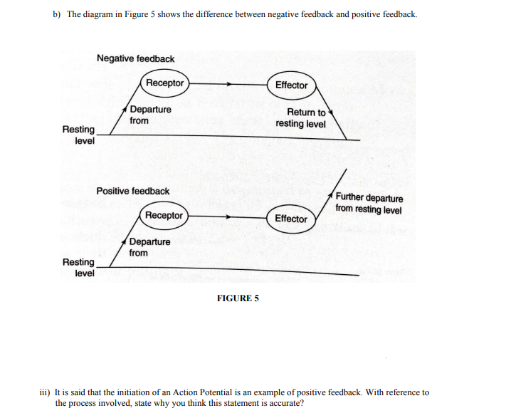 b) The diagram in Figure 5 shows the difference between negative feedback and positive feedback.
Negative feedback
Receptor
Effector
Departure
from
Return to
resting level
Resting
level
Positive feedback
Further departure
from resting level
Receptor
Effector
Departure
from
Resting
level
FIGURE 5
iii) It is said that the initiation of an Action Potential is an example of positive feedback. With reference to
the process involved, state why you think this statement is accurate?
