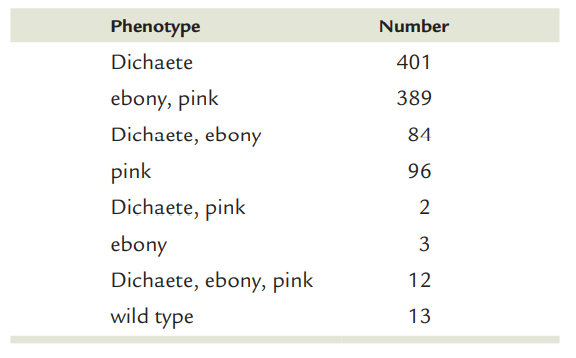 Phenotype
Number
Dichaete
401
ebony, pink
389
Dichaete, ebony
84
pink
96
Dichaete, pink
2
ebony
Dichaete, ebony, pink
12
wild type
13
3.
