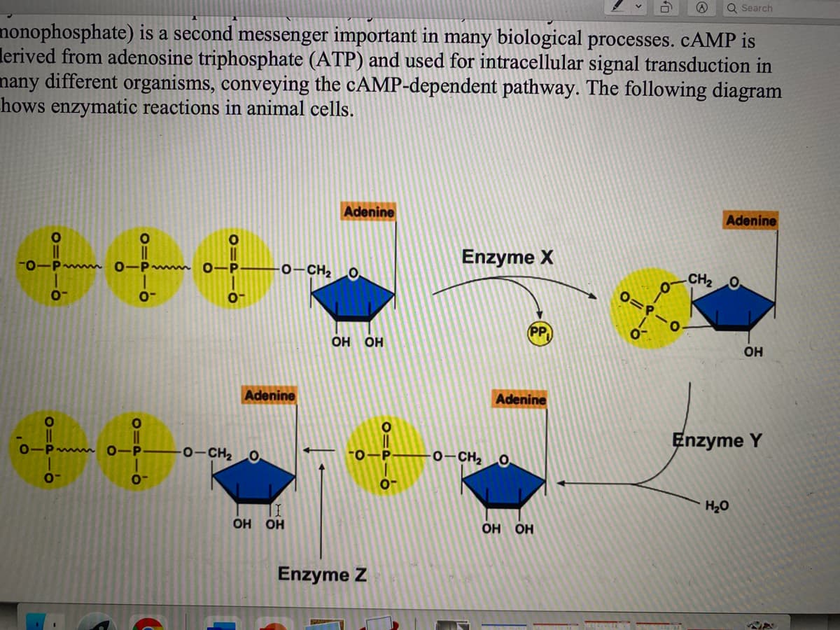 Q Search
nonophosphate) is a second messenger important in many biological processes. CAMP is
lerived from adenosine triphosphate (ATP) and used for intracellular signal transduction in
nany different organisms, conveying the CAMP-dependent pathway. The following diagram
hows enzymatic reactions in animal cells.
Adenine
Adenine
中中中
Enzyme X
-0-Pmmm 0-Pmm 0-P
0-CH2 O
CH2 O
O=P-0
PP
OH
но но
Adenine
Adenine
Enzyme Y
0-CH2 O
0-CH2O
H20
Но но
OH OH
Enzyme Z
