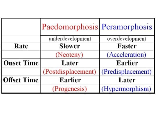 Paedomorphosis Peramorphosis
underdevelopment
Slower
overdevelopment
Faster
Rate
(Neoteny)
(Acceleration)
Onset Time
Later
Earlier
|(Postdisplacement) | (Predisplacement)
|Offset Time
Earlier
Later
(Progenesis)
|(Hypermorphism)

