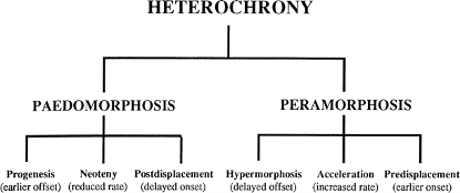 HETEROCHRONY
PAEDOMORPHOSIS
PERAMORPHOSIS
Progenesis
(carlier offset) (reduced rate) (delayed onset)
Neoteny
Postdisplacement Hypermorphosis Acceleration Predisplacement
(delayed offset) (increased rate) (carlier onset)
