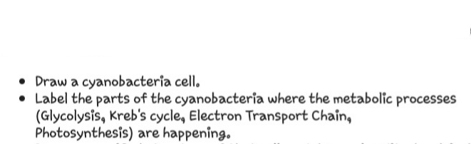 • Draw a cyanobacteria cell.
• Label the parts of the cyanobacteria where the metabolic processes
(Glycolysis, Kreb's cycle, Electron Transport Chain,
Photosynthesis) are happening.
