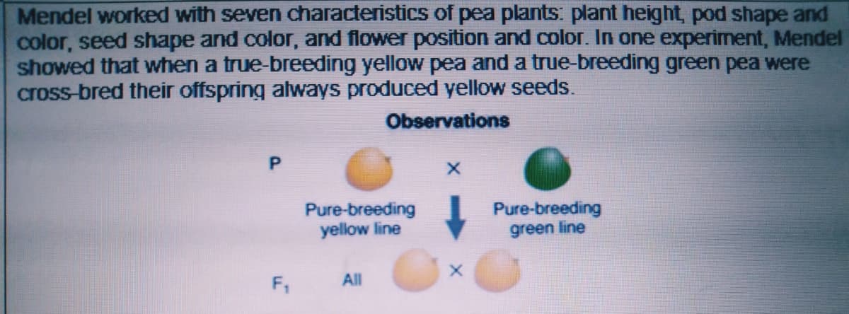 Mendel worked with seven characteristics of pea plants: plant height, pod shape and
color, seed shape and color, and flower position and color. In one experiment, Mendel
showed that when a true-breeding yellow pea and a true-breeding green pea were
cross-bred their offspring always produced yellow seeds.
Observations
Pure-breeding
yellow line
Pure-breeding
green line
F,
All
