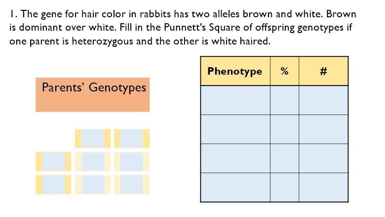 I. The gene for hair color in rabbits has two alleles brown and white. Brown
is dominant over white. Fill in the Punnett's Square of offspring genotypes if
one parent is heterozygous and the other is white haired.
Phenotype
%
#
Parents' Genotypes
