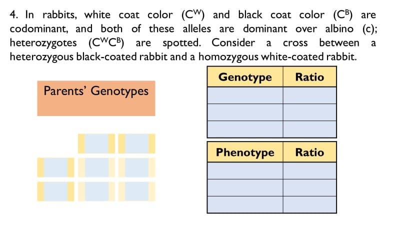 4. In rabbits, white coat color (CW) and black coat color (CB) are
codominant, and both of these alleles are dominant over albino (c);
heterozygotes (CWCB) are
heterozygous black-coated rabbit and a homozygous white-coated rabbit.
spotted. Consider a
cross between
a
Genotype
Ratio
Parents' Genotypes
Phenotype
Ratio
