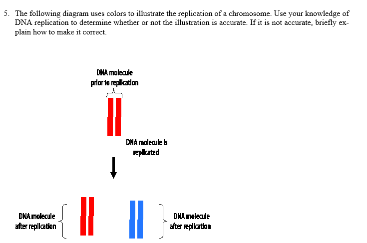 5. The following diagram uses colors to illustrate the replication of a chromosome. Use your knowledge of
DNA replication to determine whether or not the illustration is accurate. If it is not accurate, briefly ex-
plain how to make it correct.
DNA molecule
prlor to replikation
DNA moleaule is
replkated
DNA molecule
DNA molecule
after replcation
after replkation
