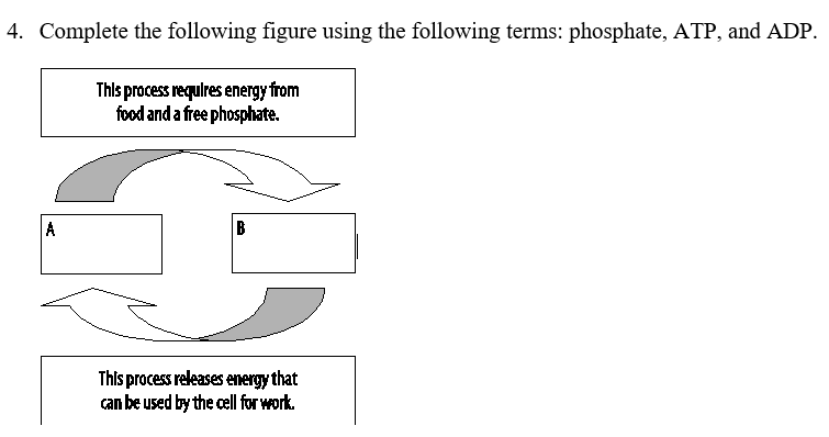 4. Complete the following figure using the following terms: phosphate, ATP, and ADP.
This process requlres energy from
food and a free phosphate.
A
В
This process releases energy that
can be used by the cell for work.
