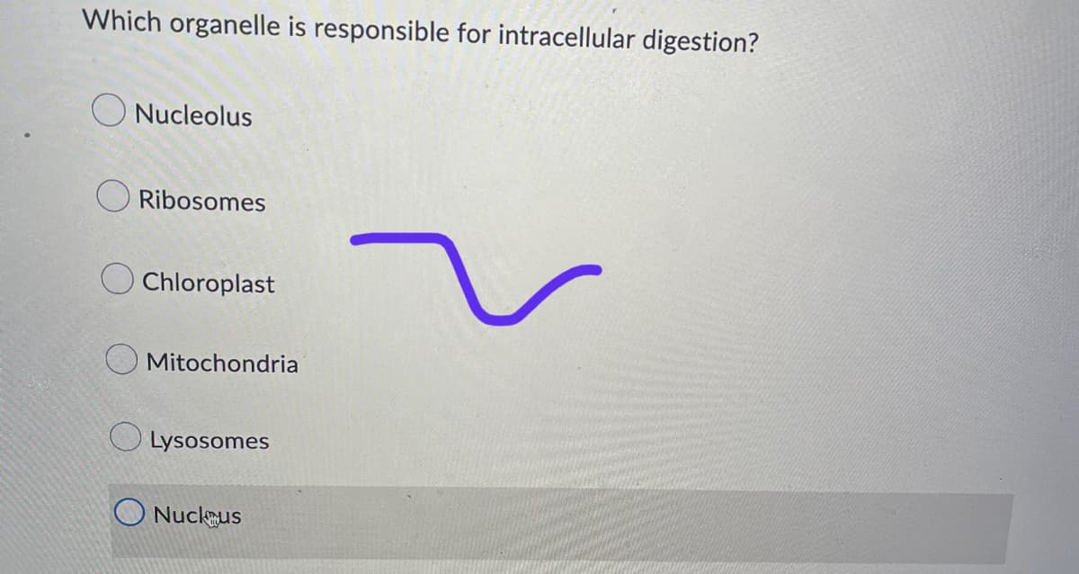 Which organelle is responsible for intracellular digestion?
Nucleolus
Ribosomes
Chloroplast
Mitochondria
Lysosomes
Nuckus
ş