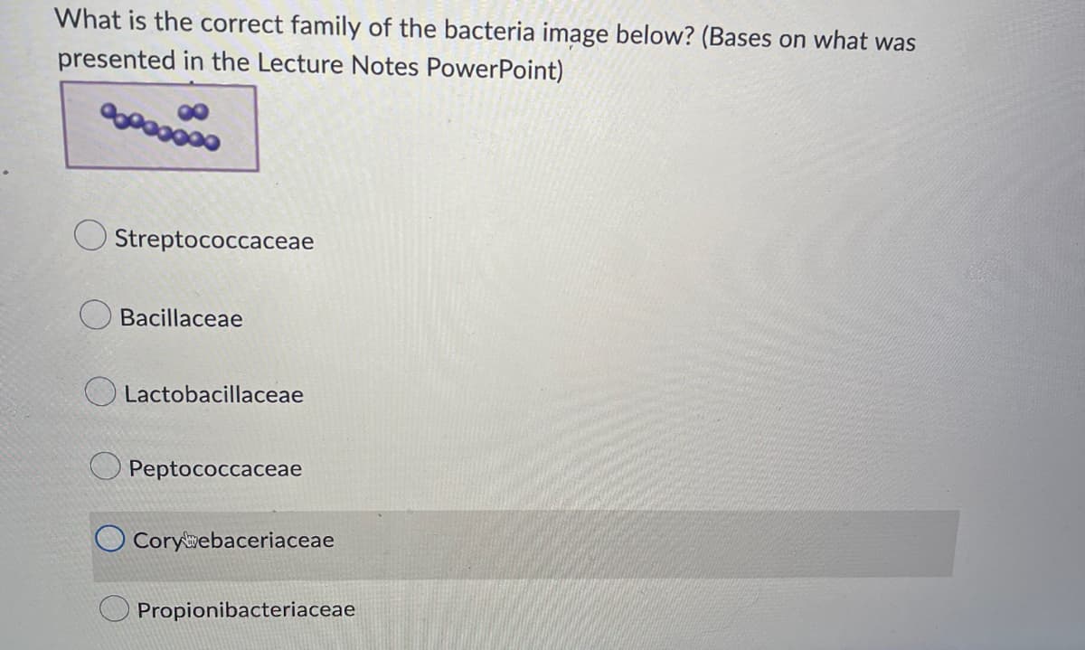 What is the correct family of the bacteria image below? (Bases on what was
presented in the Lecture Notes PowerPoint)
Streptococcaceae
Bacillaceae
Lactobacillaceae
O Peptococcaceae
Coryebaceriaceae
Propionibacteriaceae