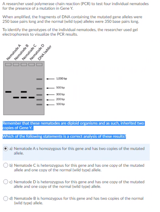 A researcher used polymerase chain reaction (PCR) to test four individual nematodes
for the presence of a mutation in Gene Y.
When amplified, the fragments of DNA containing the mutated gene alleles were
250 base pairs long and the normal (wild type) alleles were 350 base pairs long.
To identify the genotypes of the individual nematodes, the researcher used gel
electrophoresis to visualize the PCR results.
1.000 bp
500 bp
300 bp
200 bp
100 bp
Remember that these nematodes are diploid organisms and as such, inherited two
copies of Gene Y.
Which of the following statements is a correct analysis of these results
a) Nematode As homozygous for this gene and has two copies of the mutated
allele.
O b) Nematode C is heterozygous for this gene and has one copy of the mutated
allele and one copy of the normal (wild type) allele.
O) Nematode D is heterozygous for this gene and has one copy of the mutated
allele and one copy of the normal (wild type) allele.
) d) Nematode B is homozygous for this gene and has two copies of the normal
(wild type) allele.
Nematode A
Nematode B
Nematode C
Nematode D
DNA ladder
