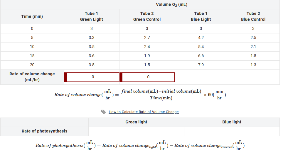 Time (min)
0
5
10
15
20
Rate of volume change
(mL/hr)
Tube 1
Green Light
Rate of photosynthesis
3
3.3
Rate of photosynthesis(-
3.5
3.6
3.8
Rate of volume change(
0
mL
hr
-) =
Tube 2
Green Control
3
2.7
2.4
1.9
1.5
0
Volume O₂ (mL)
How to Calculate Rate of Volume Change
Green light
Tube 1
Blue Light
3
4.2
5.4
6.6
final volume(mL)-initial volume(mL)
Time(min)
7.9
min
x 60( :)
hr
mL
mL
-) = Rate of volume changelight ( -) - Rate of volume change covered
hr
hr
Tube 2
Blue Control
Blue light
mL
hr
)
3
2.5
2.1
1.8
1.3