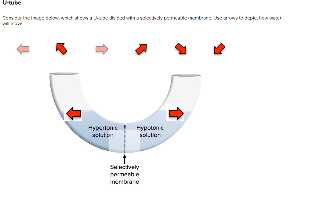 U-tube
Consider the image below, which shows a U-tube divided with a selectively permeable membrane. Use arrows to depict how water
will move.
Hypertonic
solution
Hypotonic
solution
Selectively
permeable
membrane