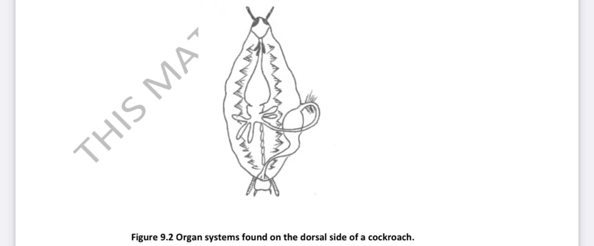 Figure 9.2 Organ systems found on the dorsal side of a cockroach.
THIS MA"
