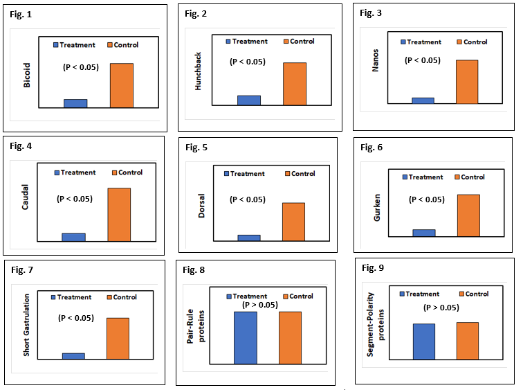 Fig. 1
Bicoid
Fig. 4
Caudal
Fig. 7
Short Gastrulation
Treatment
(P < 0.05)
Treatment
(P < 0.05)
Treatment
(P < 0.05)
Control
Control
Control
Fig. 2
Hunchback
Fig. 5
Dorsal
Fig. 8
Pair-Rule
proteins
Treatment
(P < 0.05)
Treatment
(P < 0.05)
Treatment
(P >0.05)
Control
Control
Control
Fig. 3
Nanos
Fig. 6
Gurken
Fig. 9
Segment-Polarity
proteins
Treatment
(P < 0.05)
Treatment
(P < 0.05)
Treatment
(P >0.05)
Control
Control
Control