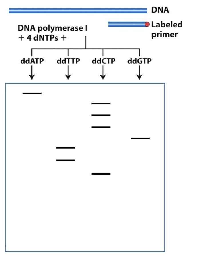 DNA polymerase I
+ 4 dNTPs +
dd ATP ddTTP ddCTP
↓
↓
↓
||
| |
DNA
Labeled
primer
ddGTP