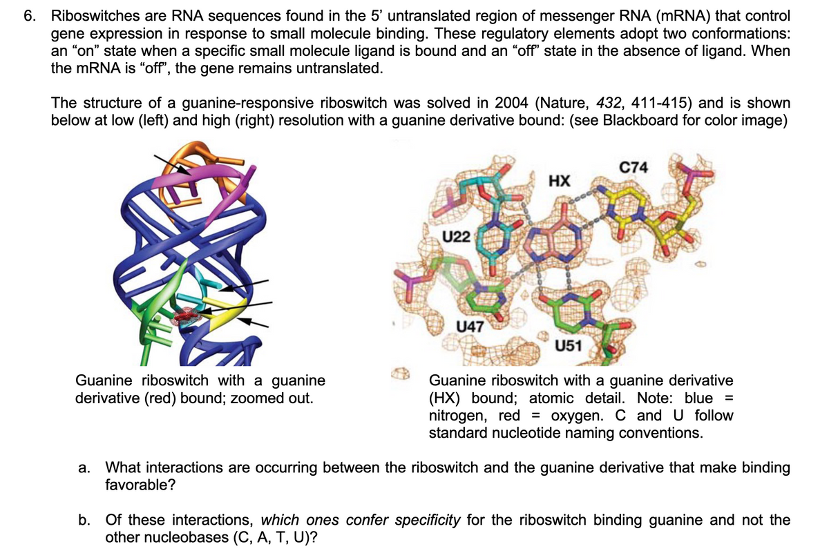 6. Riboswitches are RNA sequences found in the 5' untranslated region of messenger RNA (mRNA) that control
gene expression in response to small molecule binding. These regulatory elements adopt two conformations:
an "on" state when a specific small molecule ligand is bound and an "off" state in the absence of ligand. When
the mRNA is "off", the gene remains untranslated.
The structure of a guanine-responsive riboswitch was solved in 2004 (Nature, 432, 411-415) and is shown
below at low (left) and high (right) resolution with a guanine derivative bound: (see Blackboard for color image)
Guanine riboswitch with a guanine
derivative (red) bound; zoomed out.
U22
U47
HX
U51
C74
Guanine riboswitch with a guanine derivative
(HX) bound; atomic detail. Note: blue =
nitrogen, red = oxygen. C and U follow
standard nucleotide naming conventions.
a. What interactions are occurring between the riboswitch and the guanine derivative that make binding
favorable?
b. Of these interactions, which ones confer specificity for the riboswitch binding guanine and not the
other nucleobases (C, A, T, U)?