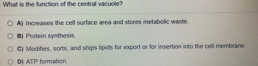 What is the function of the central vacuole?
A) Increases the cell surface area and stores metabolic waste.
B) Protein synthesis.
O C) Modifies, sorts, and ships lipids for export or for insertion into the cell membrane.
D) ATP formation.
