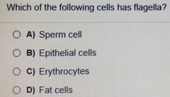 Which of the following cells has flagella?
O A) Sperm cell
O B) Epithelial cells
O C) Erythrocytes
O D) Fat cells

