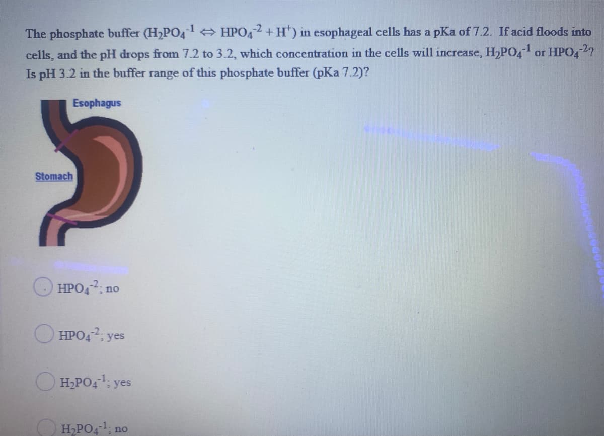 The phosphate buffer (H2PO4 HPO42+ H") in esophageal cells has a pKa of 7.2. If acid floods into
cells, and the pH drops from 7.2 to 3.2, which concentration in the cells will increase, H2PO4 or HPO42?
Is pH 3.2 in the buffer range of this phosphate buffer (pKa 7.2)?
Esophagus
Stomach
HPO42, no
HPO4: yes
H,PO4: yes
H,PO41; no
