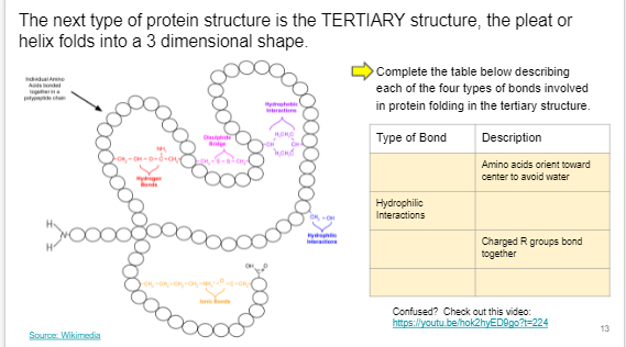 The next type of protein structure is the TERTIARY structure, the pleat or
helix folds into a 3 dimensional shape.
Complete the table below describing
ddalne
As de
each of the four types of bonds involved
p cha
Hyt
in protein folding in the tertiary structure.
erte
Diph
Type of Bond
Description
ond
Amino acids orient toward
ygen
center to avoid water
Hydrophilic
Interactions
y
Charged R groups bond
together
Confused? Check out this video:
https://youtu.be/hok2hyED9go?t=224
13
Source: Wikimedia
