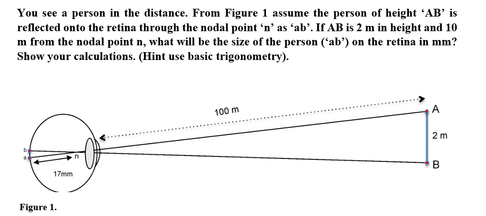 You see a person in the distance. From Figure 1 assume the person of height 'AB’ is
reflected onto the retina through the nodal point 'n’ as “ab’. If AB is 2 m in height and 10
m from the nodal point n, what will be the size of the person ('ab’) on the retina in mm?
Show your calculations. (Hint use basic trigonometry).
100 m
A
2 m
be
B
17mm
Figure 1.
