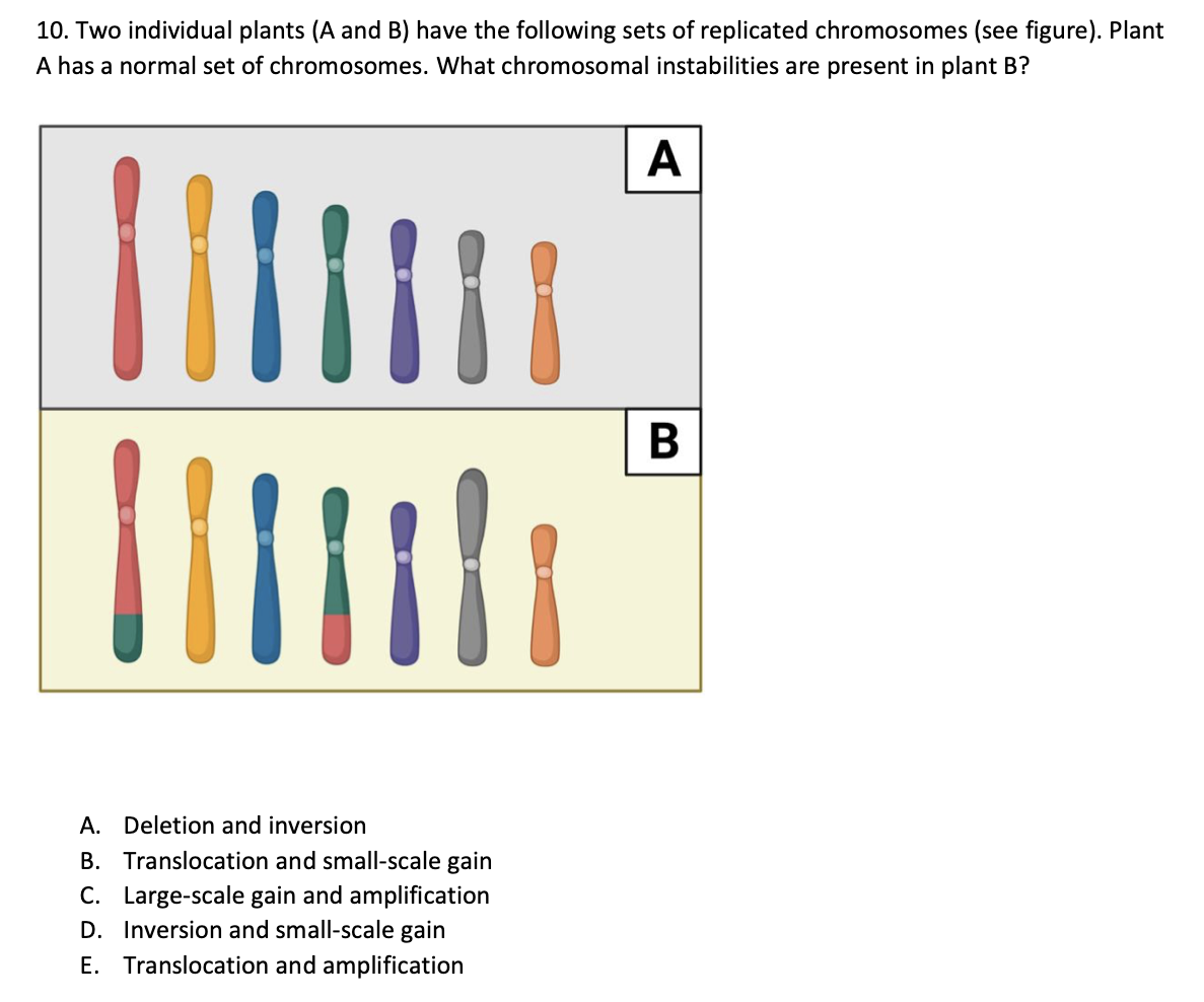 10. Two individual plants (A and B) have the following sets of replicated chromosomes (see figure). Plant
A has a normal set of chromosomes. What chromosomal instabilities are present in plant B?
A
111 ||||
|||||
A. Deletion and inversion
B. Translocation and small-scale gain
C. Large-scale gain and amplification
D. Inversion and small-scale gain
E. Translocation and amplification
B