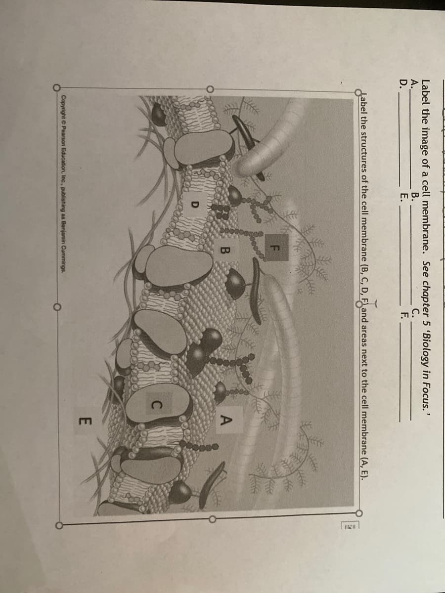 Label the image of a cell membrane. See chapter 5 'Biology in Focus.'
А.
D.
В.
E.
С.
F.
Label the structures of the cell membrane (B, C, D, F1 and areas next to the cell membrane (A, E).
A
Copyright © Pearson Education, Inc., publishing as Benjamin Cummings.
