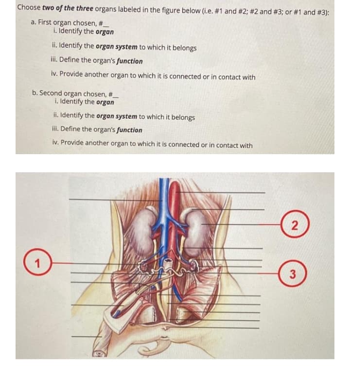 Choose two of the three organs labeled in the figure below (i.e. #1 and # 2; #2 and #3; or #1 and #3):
a. First organ chosen, #_
i. Identify the organ
ii. Identify the organ system to which it belongs
iii. Define the organ's function
iv. Provide another organ to which it is connected or in contact with
b. Second organ chosen, #_
i. Identify the organ
ii. Identify the organ system to which it belongs
iii. Define the organ's function
iv. Provide another organ to which it is connected or in contact with
2
1.
3
