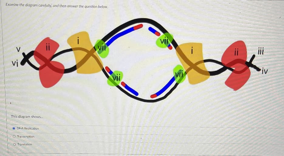 Examine the diagram carefully, and then answer the question below.
()
V
vi
i
iv
vii
vii
This diagram shows...
O DNA Replication
O Transcription
O Translation
