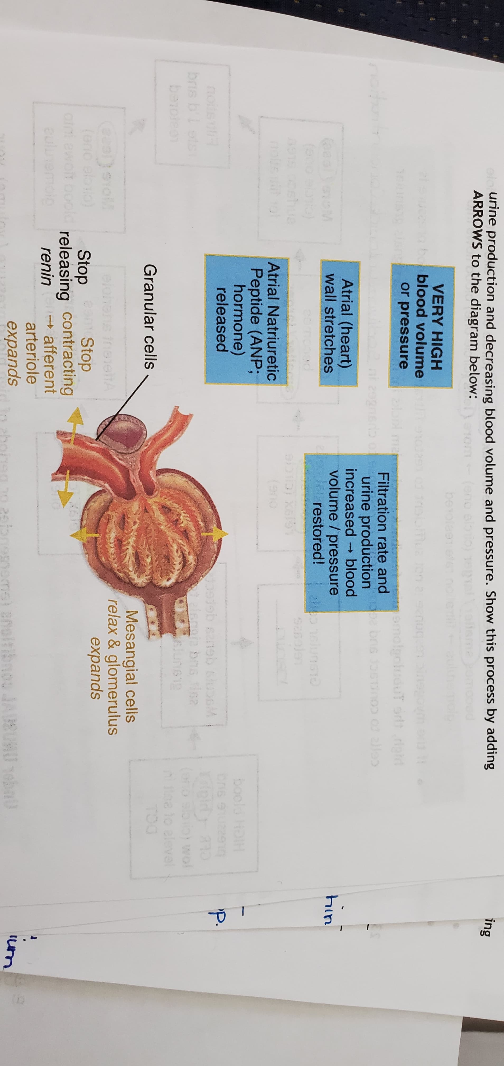elo urine production and decreasing blood volume and pressure. Show this process by adding
ARROWS to the diagram below:
ing
om
be
vol
VERY HIGH
21s bo blood volume
or pressure
insgovm
ndt molgoluduT ortt right
Filtration rate and
urine production
increased blood
volume / pressure
leJe restored!
noitns
Atrial (heart)
wall stretches
(eealyeoM
CLOunst
A915 00shuae
nous o
Atrial Natriuretic
Peptide (ANP;
hormone)
released
HICH PIOOG
P.
boc
br
noitsu
bis bl sts
ob sansb slussM
(ofo soio) wol
taa lo eleval
TOO
slunsig
Learateg
Granular cells
Mesangial cells
relax & glomerulus
expands
inaieltA
(eno eloio)
otni ewolt bo
aulunemoig
Stop
Stop
releasing contracting
- afferent
arteriole
renin
iun
expands
2bonegno 2sione
ns) anoiti
noo JAEUMU 1ebaU
