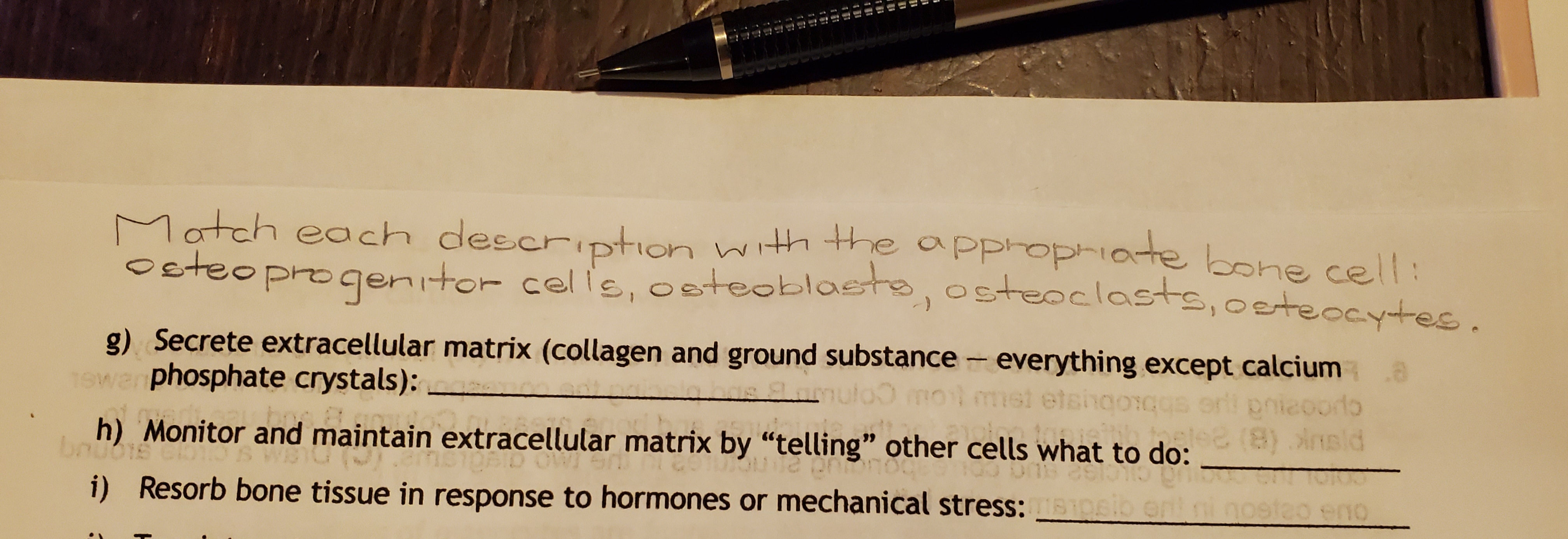 Match each description with the apphophiote bone cell:
Osteoprogenitor celis, osteoblaste,osteoclasts,oeteccytee.
g) Secrete extracellular matrix (collagen and ground substance - everything except calciuma
1ewer phosphate crystals):
mst etshgoiG
pnieoordo
h thete2 (8) Ansld
h) Monitor and maintain extracellular matrix by "telling" other cells what to do:
bouoe
i) Resorb bone tissue in response to hormones or mechanical stress: 0io en nostao enO
