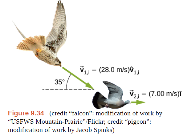 V1 = (28.0 m/s)ů,1i
1,i
35°
V2i = (7.00 m/s)î
2,i
Figure 9.34 (credit "falcon": modification of work by
"USFWS Mountain-Prairie"/Flickr; credit "pigeon":
modification of work by Jacob Spinks)
