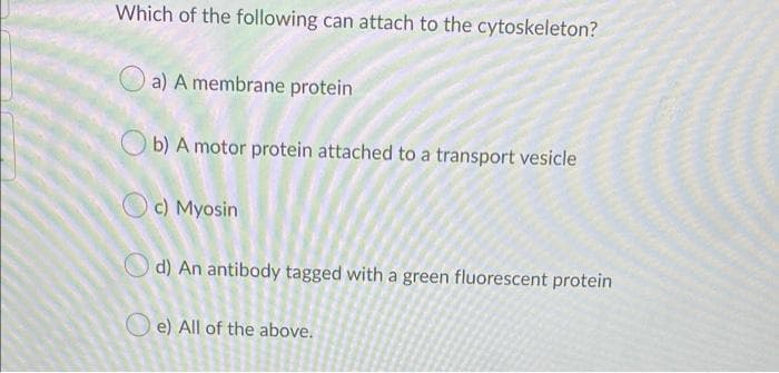 Which of the following can attach to the cytoskeleton?
a) A membrane protein
b) A motor protein attached to a transport vesicle
c) Myosin
d) An antibody tagged with a green fluorescent protein
e) All of the above.