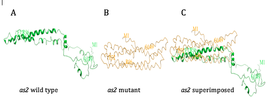 A
B
C
MI
as2 wild type
as2 mutant
as2 superimposed
