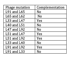 Complementation
No
Phage mutation
L91 and L65
L65 and L62
No
L33 and L47
Yes
L40 and L51
No
L47 and L92
No
L51 and L47
Yes
L51 and L92
Yes
L33 and L40
No
L91 and L92
Yes
L91 and L33
No
