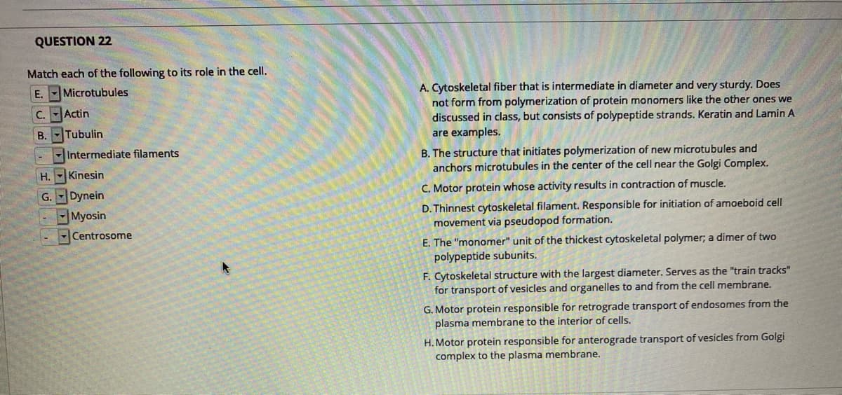 QUESTION 22
Match each of the following to its role in the cell.
A. Cytoskeletal fiber that is intermediate in diameter and very sturdy. Does
not form from polymerization of protein monomers like the other ones we
discussed in class, but consists of polypeptide strands. Keratin and Lamin A
are examples.
E.Microtubules
C.
Actin
B.
Tubulin
B. The structure that initiates polymerization of new microtubules and
anchors microtubules in the center of the cell near the Golgi Complex.
Intermediate filaments
H. Kinesin
C. Motor protein whose activity results in contraction of muscle.
Dynein
Myosin
G.
D. Thinnest cytoskeletal filament. Responsible for initiation of amoeboid cell
movement via pseudopod formation.
-Centrosome
E. The "monomer" unit of the thickest cytoskeletal polymer; a dimer of two
polypeptide subunits.
F. Cytoskeletal structure with the largest diameter. Serves as the "train tracks"
for transport of vesicles and organelles to and from the cell membrane.
G. Motor protein responsible for retrograde transport of endosomes from the
plasma membrane to the interior of cells.
H. Motor protein responsible for anterograde transport of vesicles from Golgi
complex to the plasma membrane.
