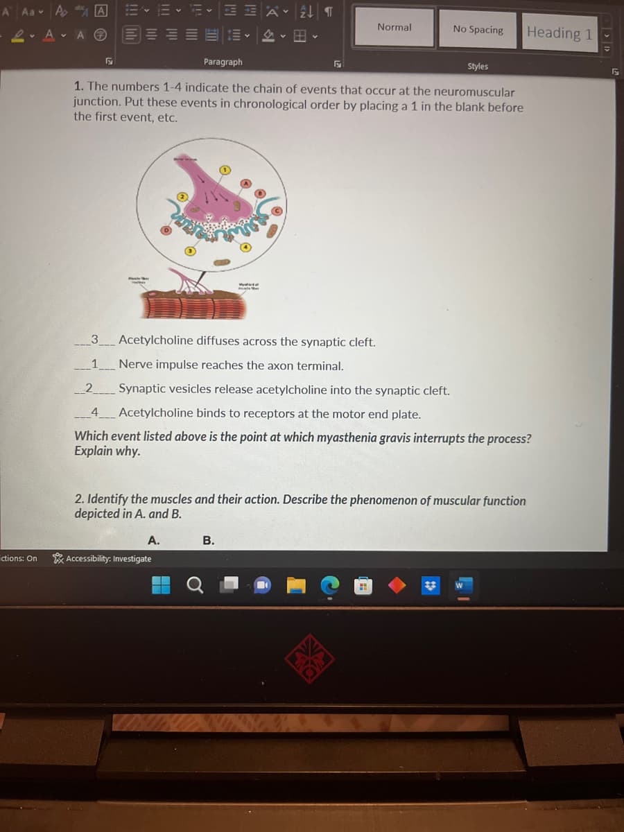 A Aa A
L.A.
ctions: On
A
3
Paragraph
2
Styles
1. The numbers 1-4 indicate the chain of events that occur at the neuromuscular
junction. Put these events in chronological order by placing a 1 in the blank before
the first event, etc.
Accessibility: Investigate
A ↓¶
4
Wydar
B.
Normal
F
Acetylcholine diffuses across the synaptic cleft.
Nerve impulse reaches the axon terminal.
Synaptic vesicles release acetylcholine into the synaptic cleft.
4
Acetylcholine binds to receptors at the motor end plate.
Which event listed above is the point at which myasthenia gravis interrupts the process?
Explain why.
No Spacing
2. Identify the muscles and their action. Describe the phenomenon of muscular function
depicted in A. and B.
A.
Heading 1
E