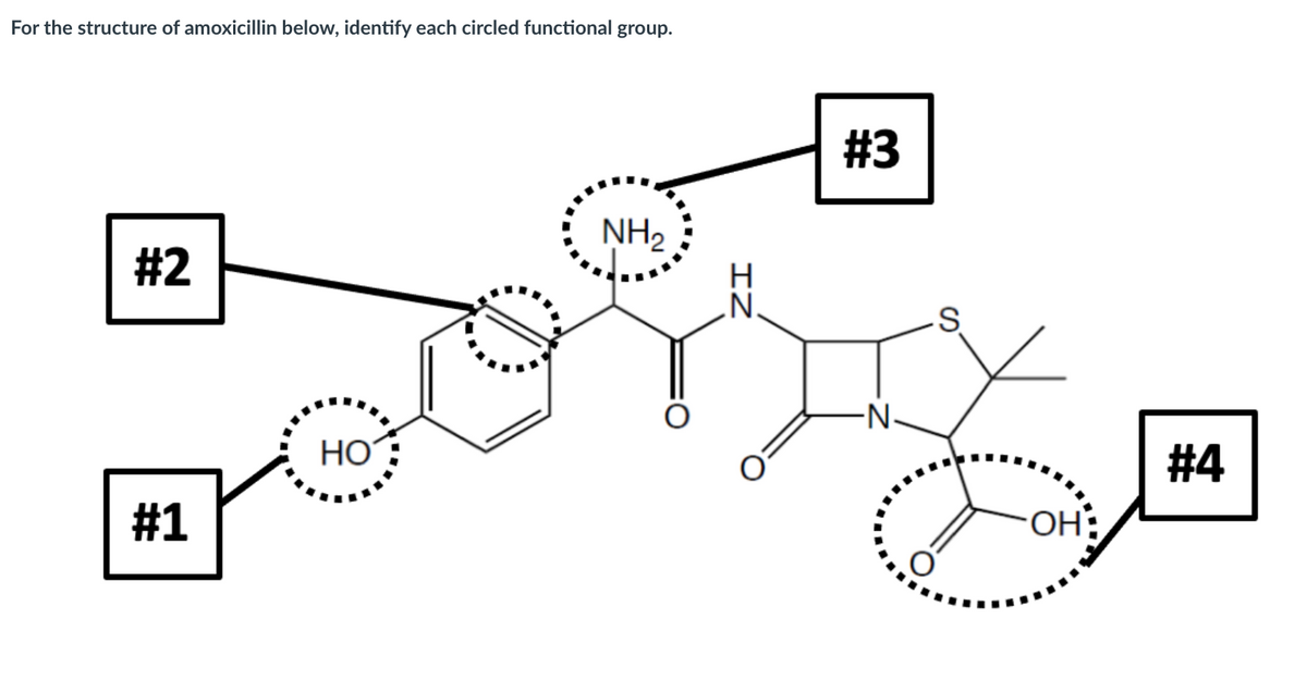 For the structure of amoxicillin below, identify each circled functional group.
#3
NH2
#2
N.
-N-
HO
#4
#1
OH:
IZ
