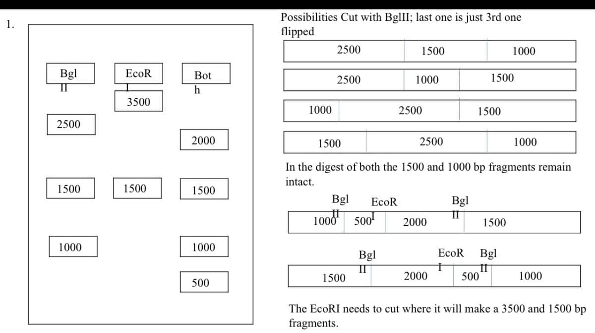 Possibilities Cut with BglII; last one is just 3rd one
flipped
1.
2500
1500
1000
Bgl
II
ЕcoR
Bot
2500
1000
1500
h
3500
1000
2500
1500
2500
2000
1500
2500
1000
In the digest of both the 1500 and 1000 bp fragments remain
intact.
1500
1500
1500
Bgl
ЕcoR
Bgl
100d
500
II
1500
2000
1000
1000
Bgl
EcoR
Bgl
II
1500
If
500
2000
1000
500
The EcoRI needs to cut where it will make a 3500 and 1500 bp
fragments.
