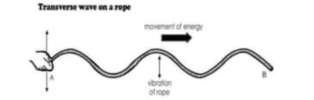 Transverse wave on a rope
movement of energy
vibrafion
of rope
