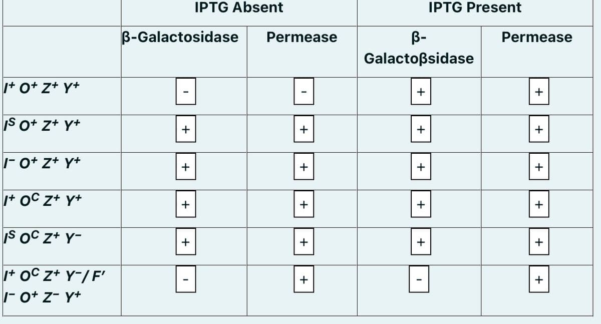 IPTG Absent
IPTG Present
B-Galactosidase
Permease
B-
Permease
Galactoßsidase
+ o+ z+ Y+
+
S o+ z+ Y+
+
+
+
- o+ z+ Y+
+
+
+
+
+ oC z+ Y+
+
+
+
Is Oc z+ Y-
+
+
+ OC z+ Y-/F'
- o+ z- Y+
