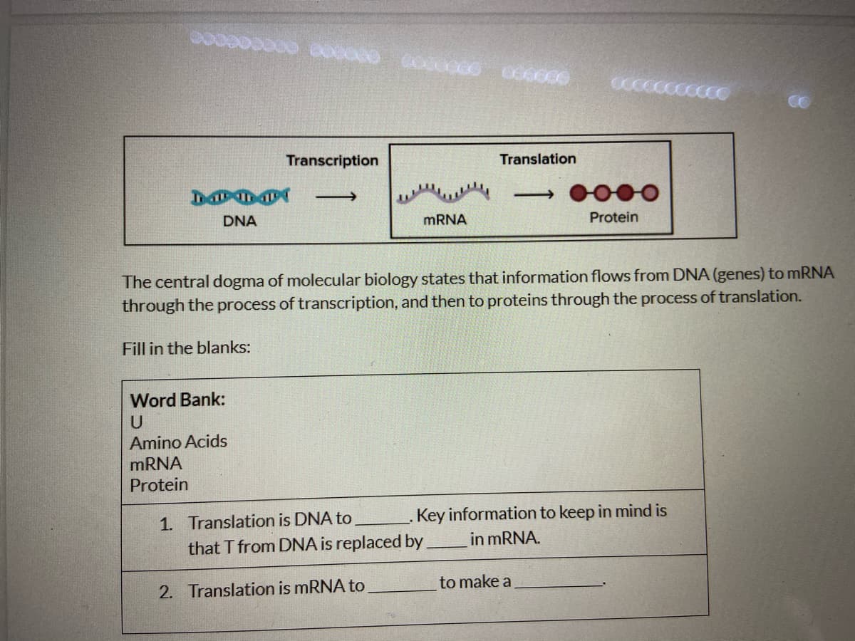 Transcription
Translation
0000
>
DNA
MRNA
Protein
The central dogma of molecular biology states that information flows from DNA (genes) to MRNA
through the process of transcription, and then to proteins through the process of translation.
Fill in the blanks:
Word Bank:
Amino Acids
MRNA
Protein
1. Translation is DNA to
that T from DNA is replaced by
.Key information to keep in mind is
in mRNA.
to make a
2. Translation is mRNA to

