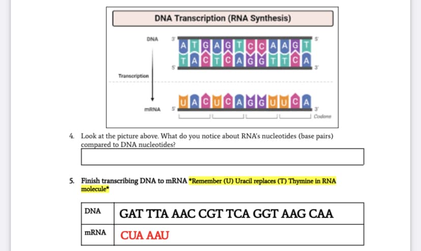 DNA Transcription (RNA Synthesis)
DNA
A
Transcription
MRNA
| Codone
4. Look at the picture above. What do you notice about RNA's nucleotides (base pairs)
compared to DNA nucleotides?
5. Finish transcribing DNA to mRNA *Remember (U) Uracil replaces (T) Thymine in RNA
molecule*
DNA
GAT TTA AAC CGT TCA GGT AAG CAA
MRNA
CỦA AAU
