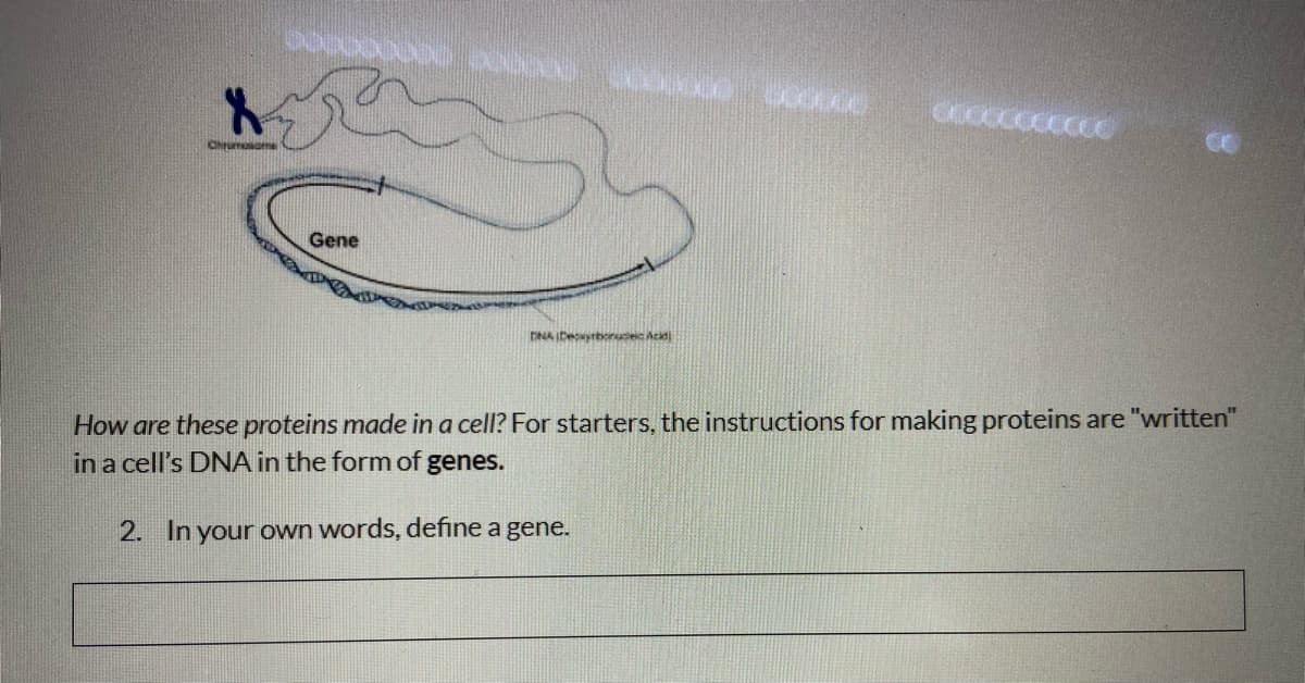 CHu e
Gene
DNA IDeyrboruic Acaj
How are these proteins made in a cell? For starters, the instructions for making proteins are "written"
in a cell's DNA in the form of genes.
2. In your own words, define a gene.
