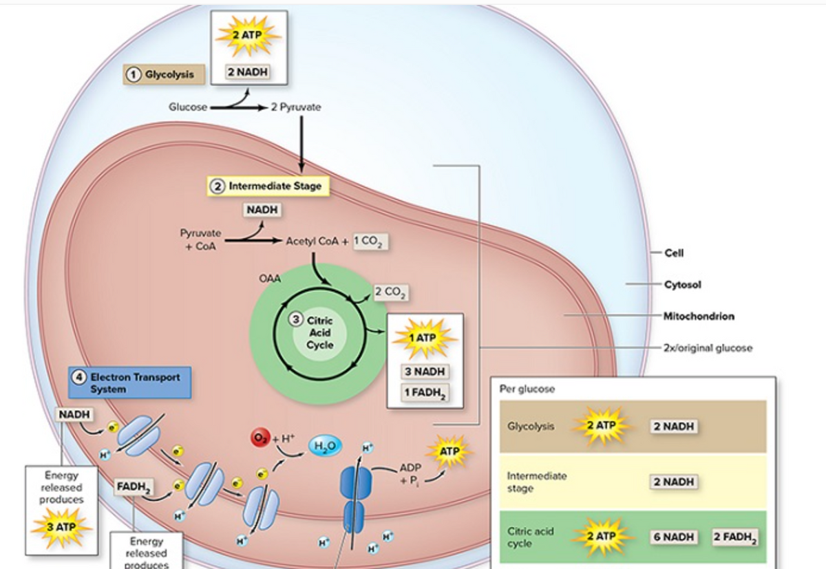 2 ATP
Glycolysis
2 NADH
Glucose
2 Pyruvate
Intermediate Stage
NADH
Pyruvate
+ COA
Acetyl CoA + 1 Co,
Cell
OAA
Сytosol
2 Co,
3 Citric
Mitochondrion
Acid
1 ATP
Cycle
2x/original glucose
3 NADH
Electron Transport
System
1 FADH,
Per glucose
NADH
Glycolysis
2 ATP
2 NADH
O, + H*
H.O
АТР
ADP
Energy
released
produces
Intermediate
2 NADH
FADH,
stage
З АТР
Citric acid
2 ATP
6 NADH
2 FADH,
Energy
released
produces
cycle
