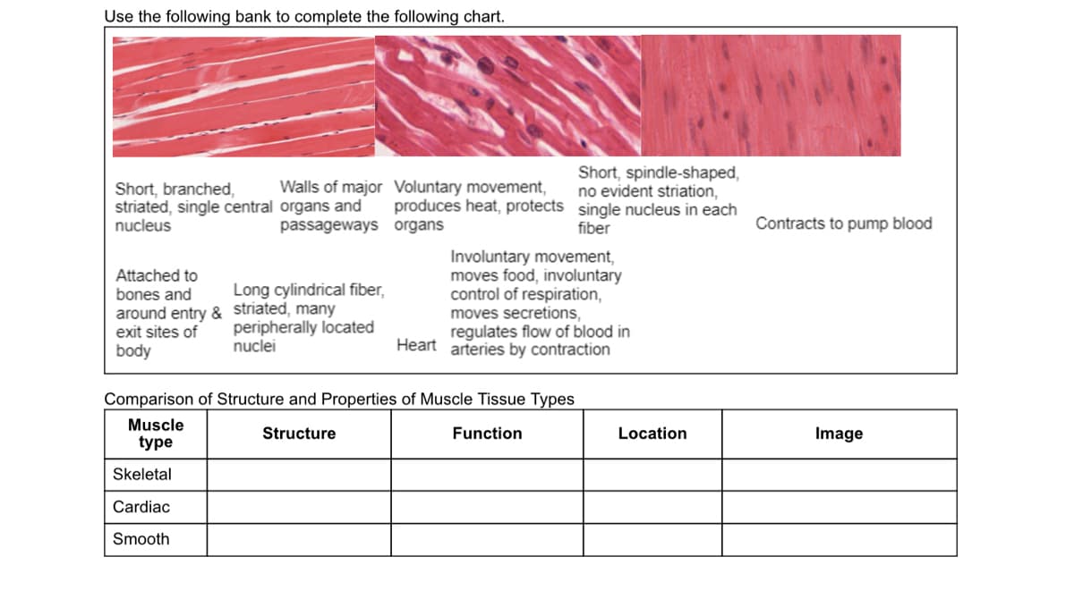 Use the following bank to complete the following chart.
Short, branched,
striated, single central organs and
nucleus
passageways
Walls of major Voluntary movement,
produces heat, protects
organs
Attached to
bones and
around entry & striated, many
exit sites of
body
Skeletal
Cardiac
Smooth
Long cylindrical fiber,
peripherally located
nuclei
Heart
Comparison of Structure and Properties of Muscle Tissue Types
Muscle
type
Structure
Function
Short, spindle-shaped,
no evident striation,
single nucleus in each
fiber
Involuntary movement,
moves food, involuntary
control of respiration,
moves secretions,
regulates flow of blood in
arteries by contraction
Location
Contracts to pump blood
Image